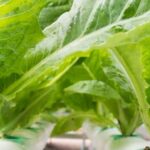 Do Squirrels Bother Vegetable Gardens Busybody squirrels stealing vegetables from the garden