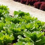 Preventative measures for vegetable gardens against ants infestation