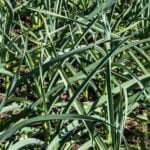 Choosing the Best Manure for Vegetable Gardens: Sheep vs. Cow