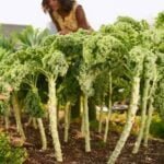 How to Prepare Sand for Vegetable Gardening: Step-by-step Guide for Optimal Garden Soil