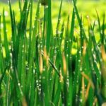is moss good for vegetable gardens