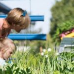 Are Nasturtiums Good for Vegetable Gardens Nasturtiums: Beneficial for Vegetable Gardens