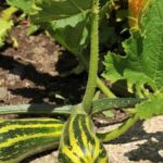 WAS 2019 Tough for Ohio Vegetable Gardens: Crop Failures, Weather Woes