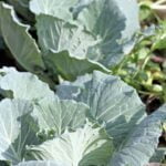 Using Copper Azole: Safe Treatment for Vegetable Gardens