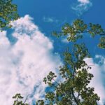 Companion planting with marigolds and nasturtiums can help vegetable gardens thrive