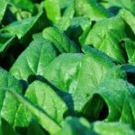 What Mulch Is Best for Vegetable Gardens Optimal choice for vegetable garden mulch: Straw, leaves, or compost. Try mulch type quiz for more options