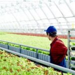 Safe and Effective Weed Control Fabric for Vegetable Gardens