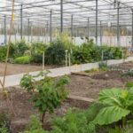 The best store-bought manure for vegetable gardening - choose organic, aged compost for optimal results