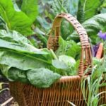 Where Is Front Yard Vegetable Gardening Illegal Where is front yard vegetable gardening illegal - find local ordinances