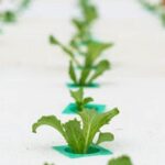 Organic Weed and Feed for Vegetable Gardens: Sustainable Solution for Garden Maintenance