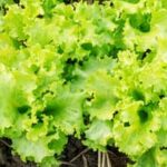 Image of vegetable garden with ants. Do ants eat vegetable gardens