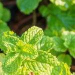 What Soil Is Best for Vegetable Gardens Optimal Soil for Vegetable Gardens: Loamy, Nutrient-Rich, Well-Draining Soil for Healthy Plant Growth