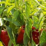 How to Grow Perennial Vegetables: Sustainable Gardening Tips
