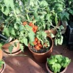 Bonide Captain Jack's Deadbug for Vegetable Gardens