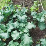 Best mulch for vegetable gardens: organic straw or pine straw for moisture retention & weed control