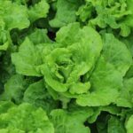 Potential damage of beneficial nematodes in vegetable gardens