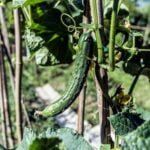 Safe and organic Home Depot mulch for vegetable gardens