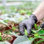 Using Bricks in Vegetable Gardens: Safety Tips
