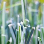 Healthy Soil Boost: Mulch in Vegetable Gardens