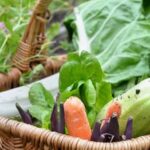 Using Treated Pine in Vegetable Gardens: Safety Precautions and Considerations