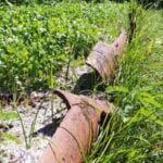 Do Vegetable Gardens Attract Snakes - Explore the question 'Do vegetable gardens attract snakes' while considering tips for snake prevention