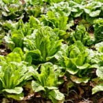 How Deep Do Vegetable Gardens Need to Be how deep do vegetable gardens need to be