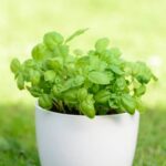 Olive Garden's Minestrone Soup: zucchini, carrots, green beans, tomatoes, potatoes, and kale in a savory broth