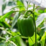 Potential bear attraction to vegetable gardens: manage with caution