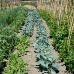 Using Peat Moss as a Safe and Effective Amendment for Your Vegetable Garden