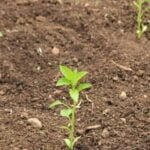 Expert Gardener Potting Mix: Ideal for Vegetables