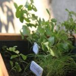 What Soil to Use for Container Vegetable Gardens Best soil for thriving container vegetable gardens: organic potting mix with added compost for nutrients