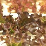 Using Epsom Salt in Vegetable Gardens: Benefits and Safety Precautions