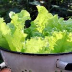 Maximizing soil health with compost for thriving vegetable gardens