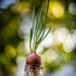 Safe for Vegetable Gardens: Treated Pine Sleepers Benefits & Precautions