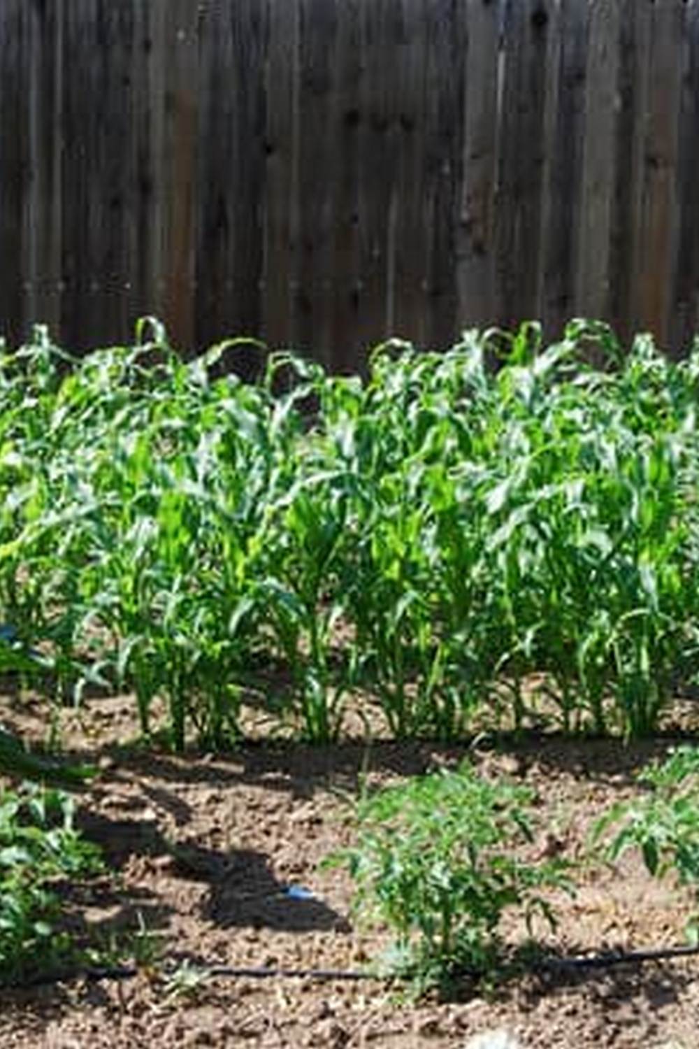 Floridas new law allows vegetable gardens, but HOAs may still prohibit them. Know your rights