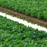 How to grow watermelons: A comprehensive guide for vegetable gardener