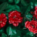 Best Wood for Vegetable Gardens: Cedar, redwood, or untreated pine for safe and durable use