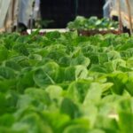 Which Method of Vegetable Gardening Is Called Intensive Gardening Intensive Gardening: High-yield method for growing vegetables in smaller spaces using raised beds and close plant spacing