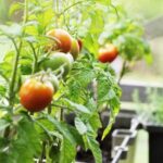 What Tools Do I Need for Vegetable Gardening Essential tools for vegetable gardening: WHAT TOOLS DO I NEED FOR VEGETABLE GARDENING