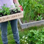 Optimal soil quality - Charleston dirt perfect for vegetable gardening