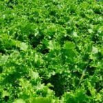 Advantages of using pine bark mulch in vegetable gardens