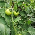 Effective and Safe Natural Weed Killer for Vegetable Gardens: Understanding the Best Options