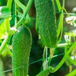 How to Use Rain Barrels to Water Vegetable Gardens Smart gardening tip: Utilize rain barrels to efficiently water vegetable gardens and conserve water