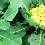 Potential antifungal properties of cinnamon for vegetable gardens may help protect against plant diseases