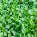 Safe pesticide alternative: Cedar oil for vegetable gardens