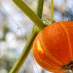 Ensuring Safety: Using Newspaper Ink for Vegetable Gardens