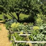 Effective Mulching Solution: Are Cedar Wood Chips Good for Vegetable Gardens