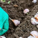 Best Fertilizer for Vegetable Gardens: Organic Compost Blend for Healthier Soil Nutrients