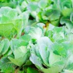 Safe and durable option: Galvanized screws for vegetable gardens