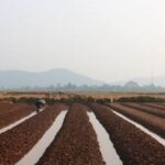 Are Grasshoppers Bad for Vegetable Gardens Potential vegetable garden pests: are grasshoppers bad for vegetable gardens